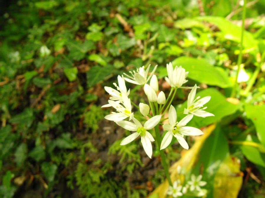 Allium ursinum